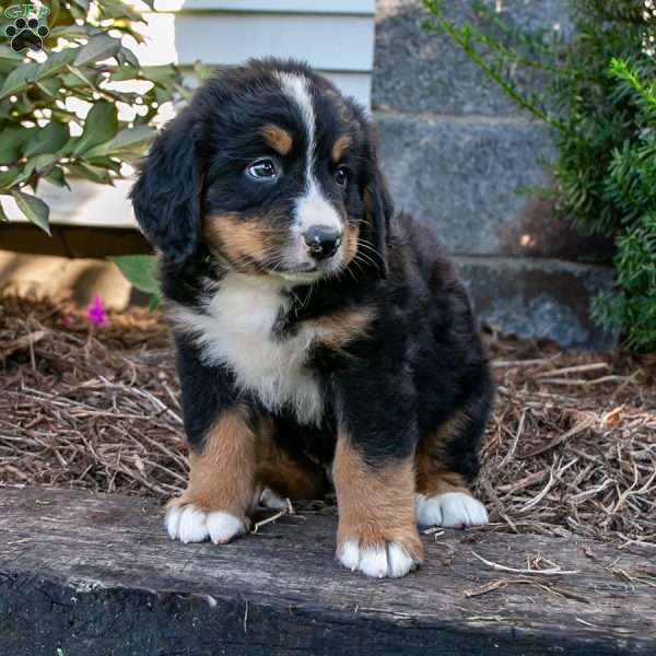 Snickers, Bernese Mountain Dog Puppy
